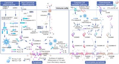 Unlocking the potential of pyroptosis in tumor immunotherapy: a new horizon in cancer treatment